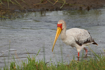  Yellow-billed stork Mycteria ibis also called wood stork or wood ibis arge African wading stork family Ciconiidae Portrait