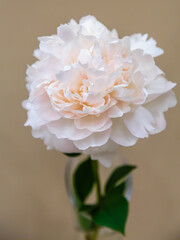 Beautiful peony in a vase at the peony exhibition
