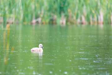 lonely chicken of bird mute swan (Cygnus olor) swim in spring on pond with reflection, Czech Republic Europe wildlife