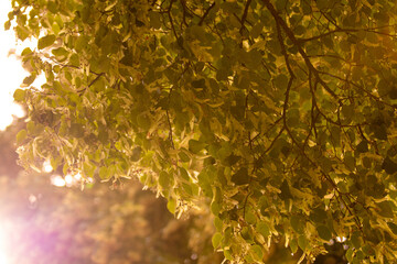 Trees in summertime, Leaves close up with lens flare