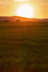 Sunset over the cereal field