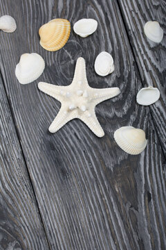 Shells and starfish on pine boards painted in black and white. Sea vacation.