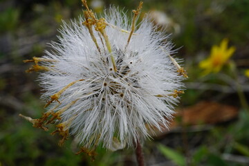 Macro photo of dandelion-like seed heads