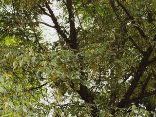 Acer negundo 'Variegatum', érable négundo panaché, magnifique arbre décoratif au port arrondi, érigé avec son feuillage vert panaché de blanc crème sur des rameaux vert olive teintés de pourpre 