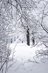 Snow-covered, fabulous forest after heavy snowfall.