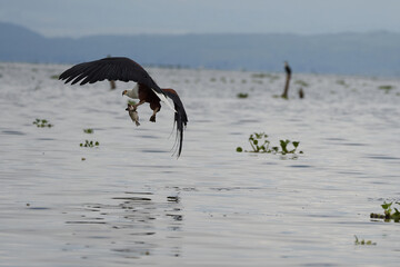 African Fish Sea Eagle Catching Fish Lake Hunting Haliaeetus vocifer