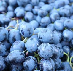 Closeup bunch of ripe blue grapes with selective focus	