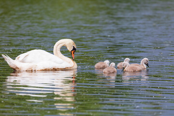 Wild bird mute swan (Cygnus olor) with chicken swim in spring on pond with reflection, Czech...