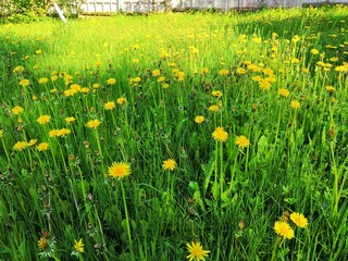 field of dandelions