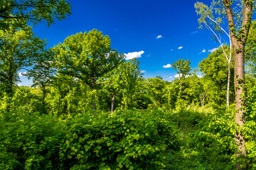 Wilderness With Sunlit Deciduous Forest In Austria