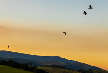 Passaros e por do sol