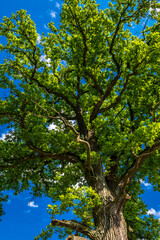Old Oak Tree With Green Leaves And Blue Sky