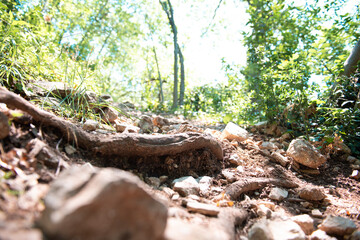 Tree roots on dirt trail. Hiking in coniferous forest in summer. Tourism and travel..