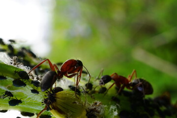 Ants with aphids