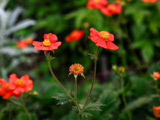 Geum coccineum in summertime. Red flowers of Geum coccineum in green background. Red flowers in garden