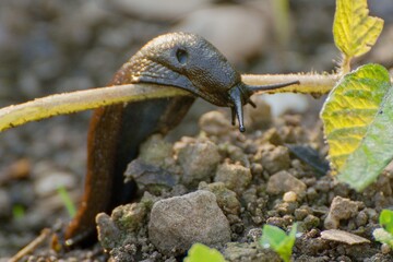 Spanish snail - the dreaded pest of our gardens