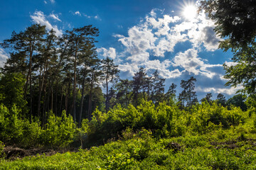 Obraz premium Bright Sun Over Landscape With Deciduous Forest And Conifers In Austria