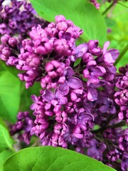 pink hydrangea flowers