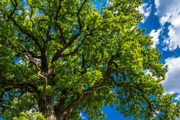 Old Oak Tree With Green Leaves And Blue Sky
