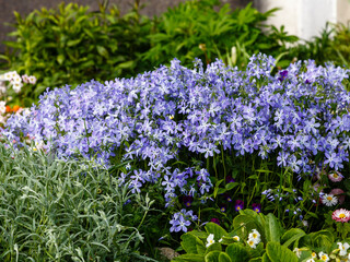 Blue flowers of Phlox divaricata in springtime. Phlox divaricata is beautiful flowering plant in the garden