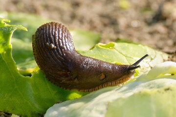 Spanish snail - the dreaded pest of our gardens
