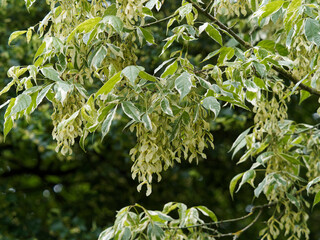 Acer negundo 'Variegatum' - Erable panaché 'variegata' ou érable négundo panaché au feuillage...
