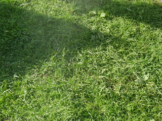 green grass background