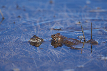 Water frog Pelophylax and Bufo Bufo in mountain lake with beautiful reflection of eyes Spring Mating