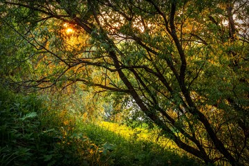 Mystical forest landscape with trees illuminated by the setting sun.