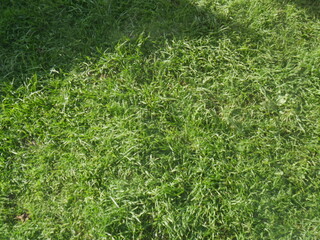 green grass texture