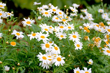 Daisies 