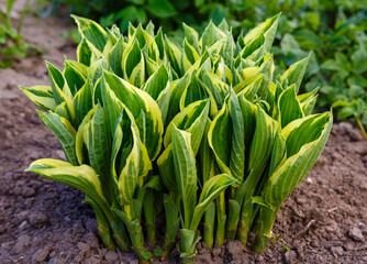 Hosta's young leaves and shoots. Hosta in the spring garden. Ornamental plants in the garden