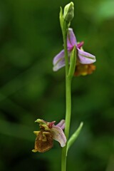 Hummel-Ragwurz (Ophrys holoserica).