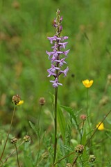 Gymnadenia conopsea (Mücken-Händelwurz).
