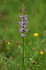 Gymnadenia conopsea (Mücken-Händelwurz).