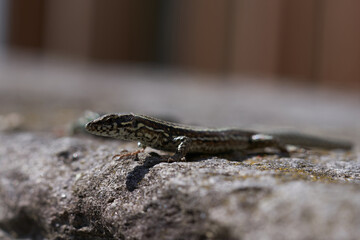 Lizard viviparous lizard Zootoca vivipara formerly Lacerta vivipara Lacerta agilis Reptile Close up Portrait Clear