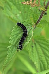 Raupe des Tagpfauenauges (Aglais io) an Brennnessel.