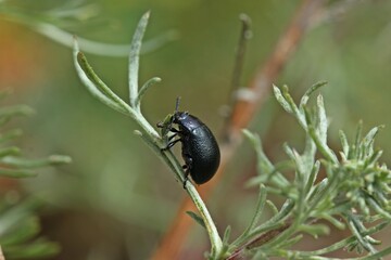 Blattkäfer Chrysolina fuliginosa