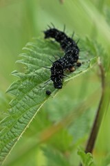 Raupe des Tagpfauenauges (Aglais io) an Brennnessel.