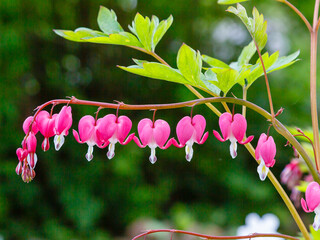 Bleeding heart flowers (Dicentra spectabils) in springtime. Dicentra formosa blooming in the garden, Nature floral background. - obrazy, fototapety, plakaty