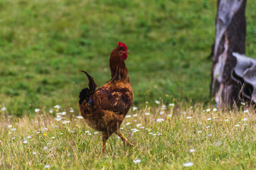 pretty brown hen walking and eating outdoors