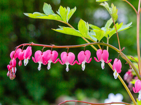 Bleeding heart flowers (Dicentra spectabils) in springtime. Dicentra formosa blooming in the garden, Nature floral background.