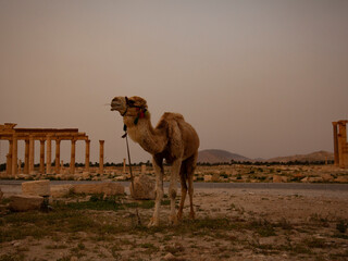 a camel in front of the ruins of Palmyra, Syria