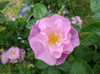 delicate bud of blossoming roses of Blue For You variety