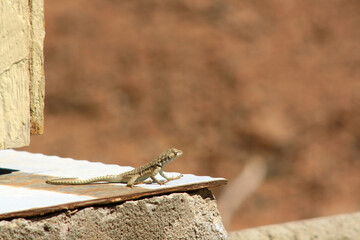A little lizard taking a sunbath