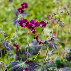 Purple and red flowers of Geranium phaeum Samobor in spring garden