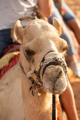 Working camel used for tourist rides at a Desert Safari camp in the red dune desert near Dubai