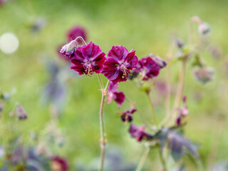 Fototapeta premium Purple and red flowers of Geranium phaeum Samobor in spring garden
