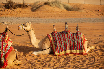 Working camel used for tourist rides at a Desert Safari camp in the red dune desert near Dubai