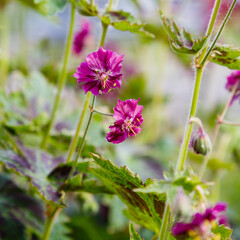 Purple and red flowers of Geranium phaeum Samobor in spring garden